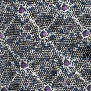Silk chiffon shawl with a black and white snake pattern with purple and blue accents AS0129a.jpg